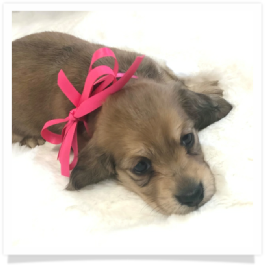 Harper's AKC Shaded Cream Long Hair Female Miniature Dachshund Puppy