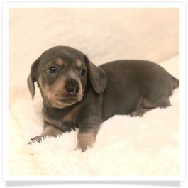 Pippa's AKC Blue & Cream Short Hair Male Miniature Dachshund Puppy
