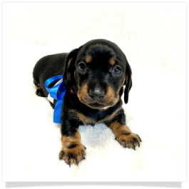 Pippa's AKC Black & Tan Short Hair Male Miniature Dachshund Puppy