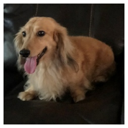 Porths Dachs Unlimited Duncan Brody - AKC Shaded English Cream Long Hair Male Miniature Dachshund from Dachs Unlimited in Dayton, Texas (northeast of Houston)