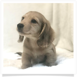 Harper's AKC Shaded Cream Dapple Long Hair Male Miniature Dachshund Puppy