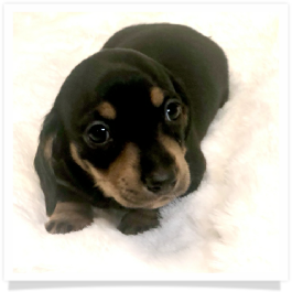 Pippa's AKC Black & Tan Short Hair Male Miniature Dachshund Puppy
