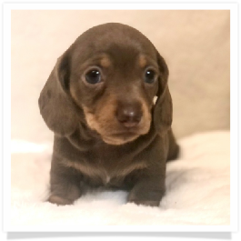 Pippa's AKC Chocolate & Tan Dapple Short Hair Female Miniature Dachshund Puppy