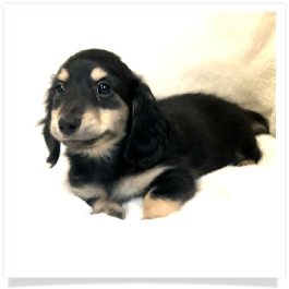 Loo Loo's AKC Black & Cream Long Hair Male Miniature Dachshund Puppy