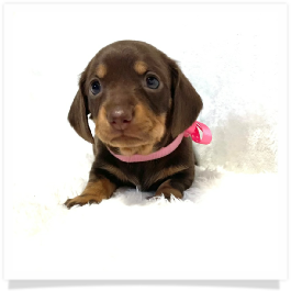 Pippa's AKC Chocolate & Cream Short Hair Female Miniature Dachshund Puppy