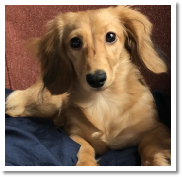 Juniper the English Cream Long Hair Miniature Dachsund Female - Marcie's baby all grown up! 