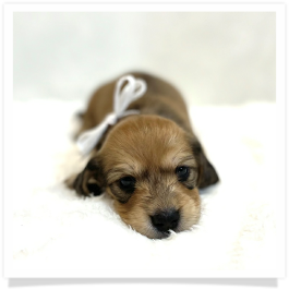 Harper's AKC Shaded Cream Longhair Female Miniature Dachshund Puppy
