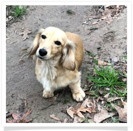 Loo Loo - Betty Loo Who II - AKC Shaded English Cream Long Hair Female Miniature Dachshund