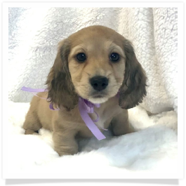 Harper's AKC Shaded Cream Long Hair Female Miniature Dachshund Puppy