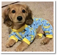 Juniper the English Cream Long Hair Female Miniature Dachshund ready for nite nite