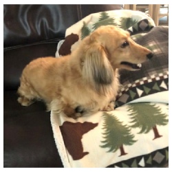 Porths Dachs Unlimited Duncan Brody - AKC Shaded English Cream Long Hair Male Miniature Dachshund from Dachs Unlimited in Dayton, Texas (northeast of Houston)