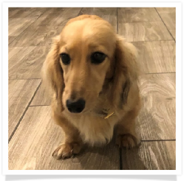 Martha - Golden Oaks Martha May Whovier - AKC Shaded English Cream Long Hair Female Miniature Dachshund