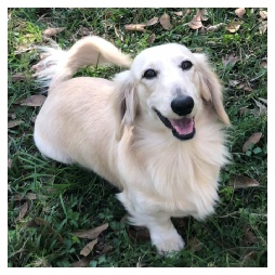 Cherokee Creeks Landon Light - AKC Light Cream Long Hair Male Miniature Dachshund from Dachs Unlimited in Dayton, Texas (northeast of Houston)