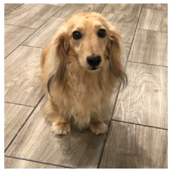 Porths Dachs Unlimited Duncan Brody - AKC Shaded English Cream Long Hair Male Miniature Dachshund from Dachs Unlimited in Dayton, Texas (northeast of Houston)