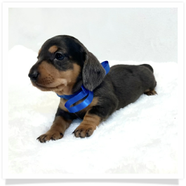 Pippa's AKC Black & Cream Dapple Short Hair Male Miniature Dachshund Puppy