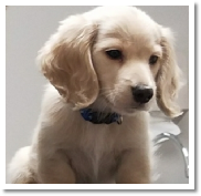 Barron the miniature dachshund from dachshunlimited.com