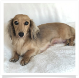 Ellie - Grand Oaks Miss Ellie May Whovier - AKC Shaded English Cream Long Hair Female Miniature Dachshund