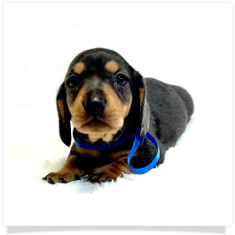 Pippa's AKC Black & Cream Dapple Short Hair Male Miniature Dachshund Puppy