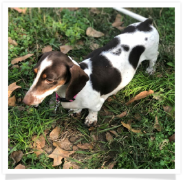 Pippa - Dachs Unlimited My Lady Pippa Mae - AKC Chocolate and Tan Piebald Shorthair Female Miniature Dachshund