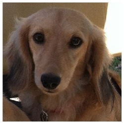 Porths Dachs Unlimited Duncan Brody - AKC Shaded English Cream Long Hair Male Miniature Dachshund from Dachs Unlimited in Dayton, Texas (northeast of Houston)