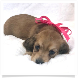 Harper's AKC Shaded Cream Long Hair Female Miniature Dachshund Puppy