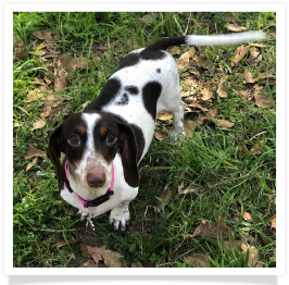 Pippa - Dachs Unlimited Little Miss Pippa - AKC Chocolate and Tan Piebald Shorthair Female Miniature Dachshund