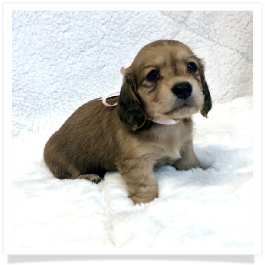 Harper's AKC Shaded Cream Long Hair Female Miniature Dachshund Puppy