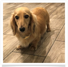 Martha - Golden Oaks Martha May Whovier - AKC Shaded English Cream Long Hair Female Miniature Dachshund