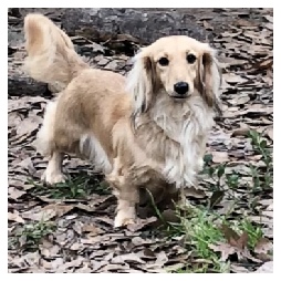 Bentley - Dachs Unlimited Bentley of Whoville - AKC Shaded English Cream Long Hair Female Miniature Dachshund from Dachs Unlimited in Dayton, Texas (northeast of Houston)