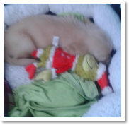 Barron the miniature dachshund from dachshunlimited.com