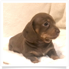 Pippa's AKC Chocolate & Tan Dapple Short Hair Female Miniature Dachshund Puppy