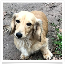 Loo Loo - Betty Loo Who II - AKC Shaded English Cream Long Hair Female Miniature Dachshund